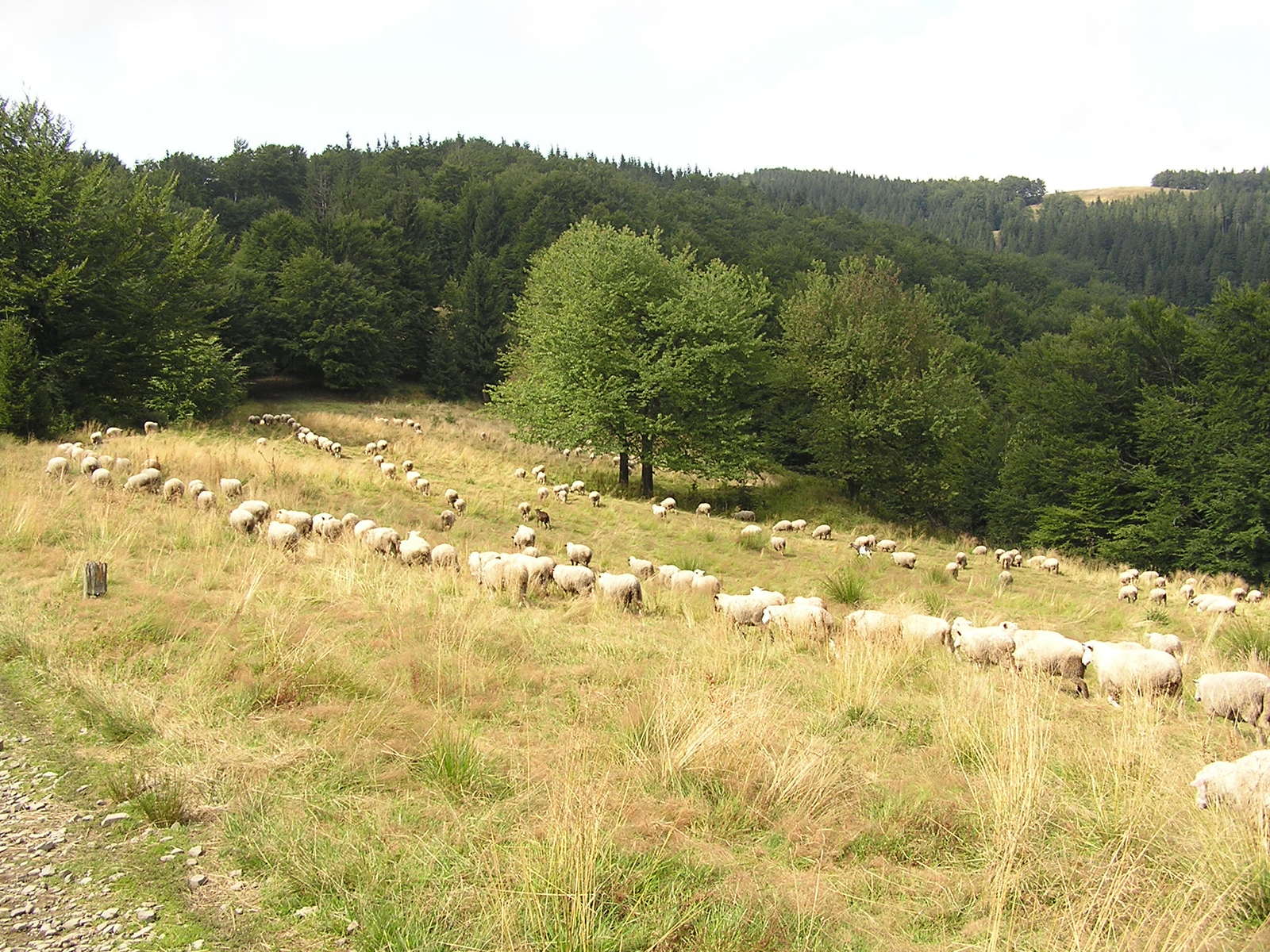 a herd of sheep grazing on the side of a hill