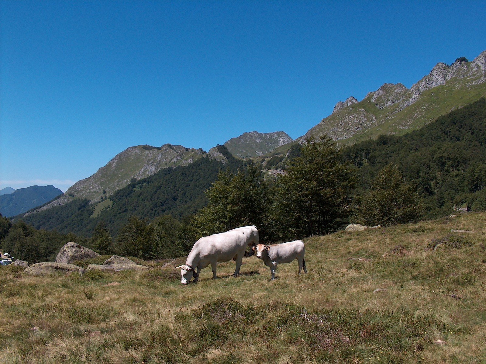 two white horses eating grass on a mountain side