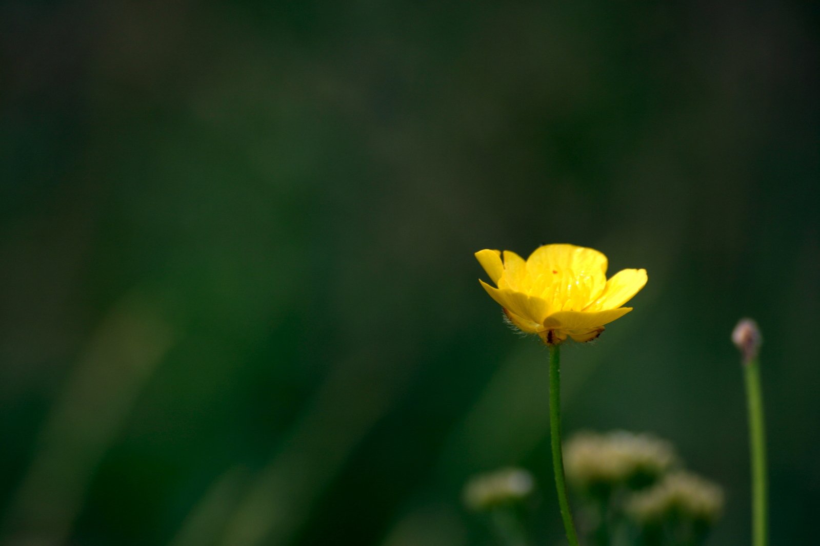 a single yellow flower stands out in the dark