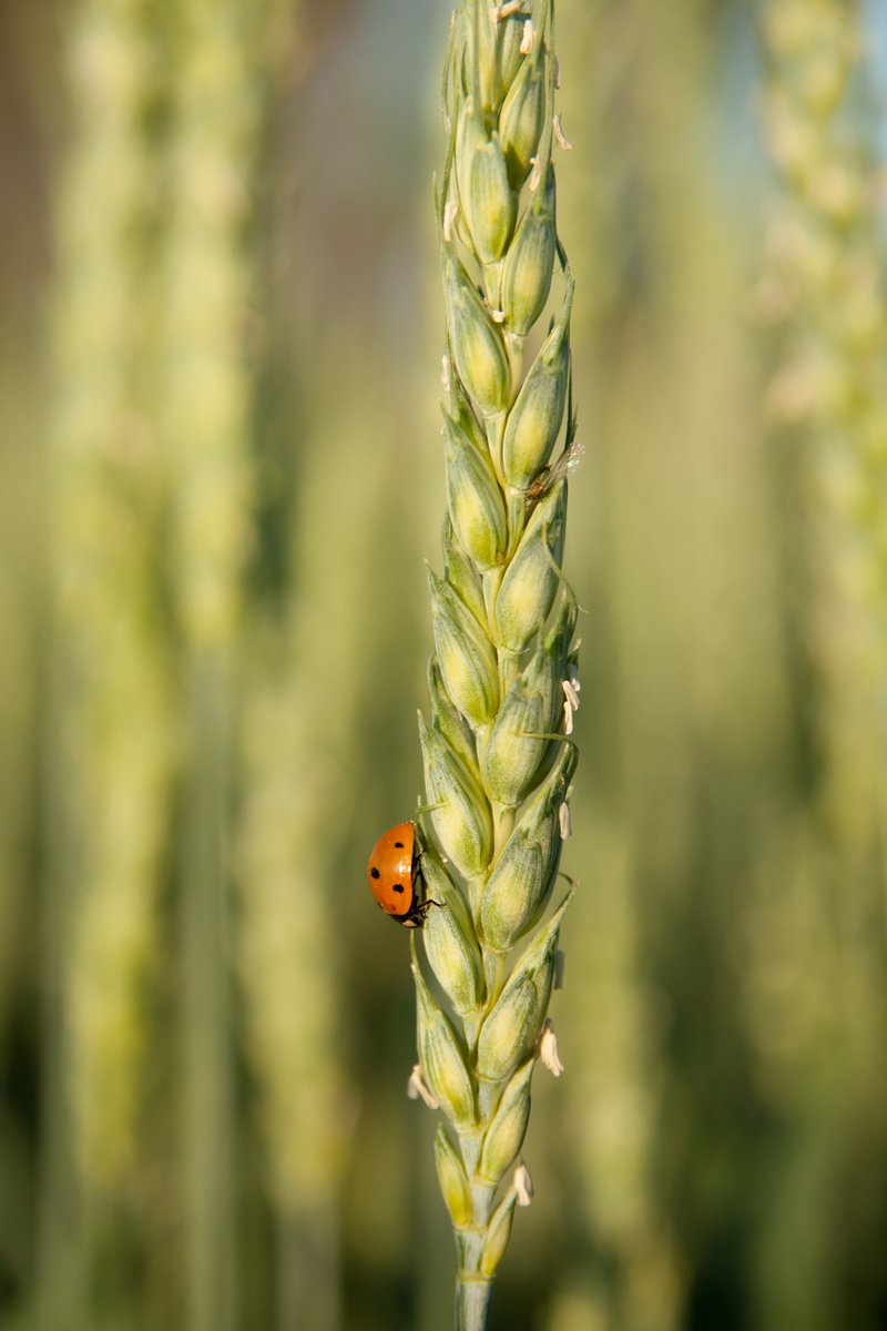 the lady bug is sitting on a tall plant