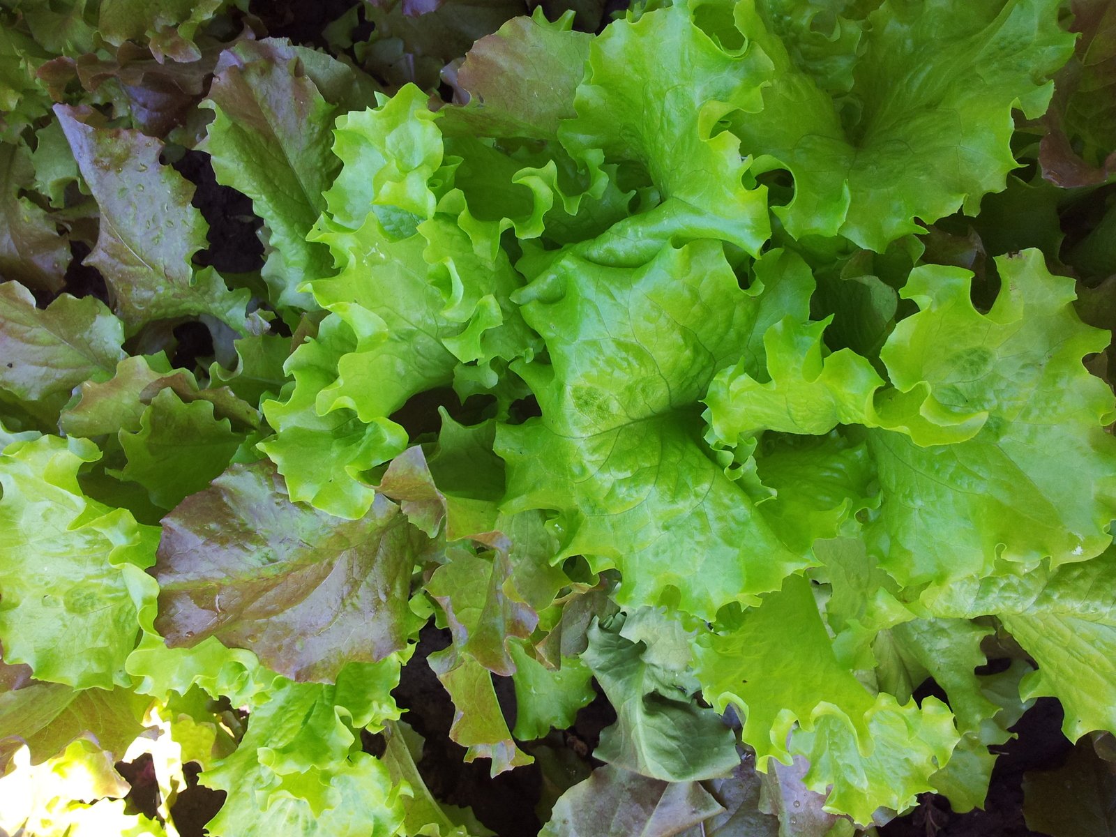 closeup of the top part of a lettuce plant