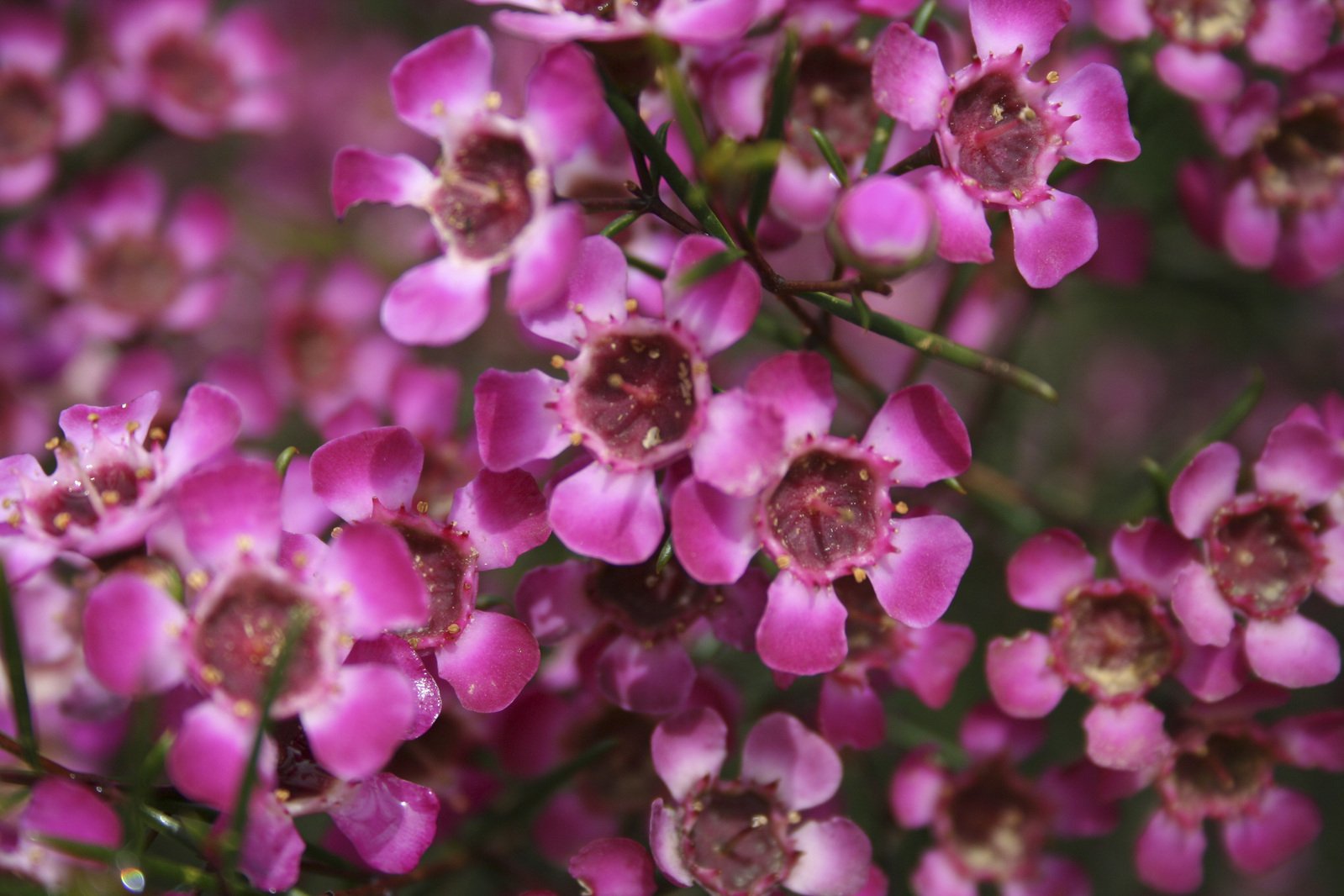 this flower is all about pinkish and is blooming