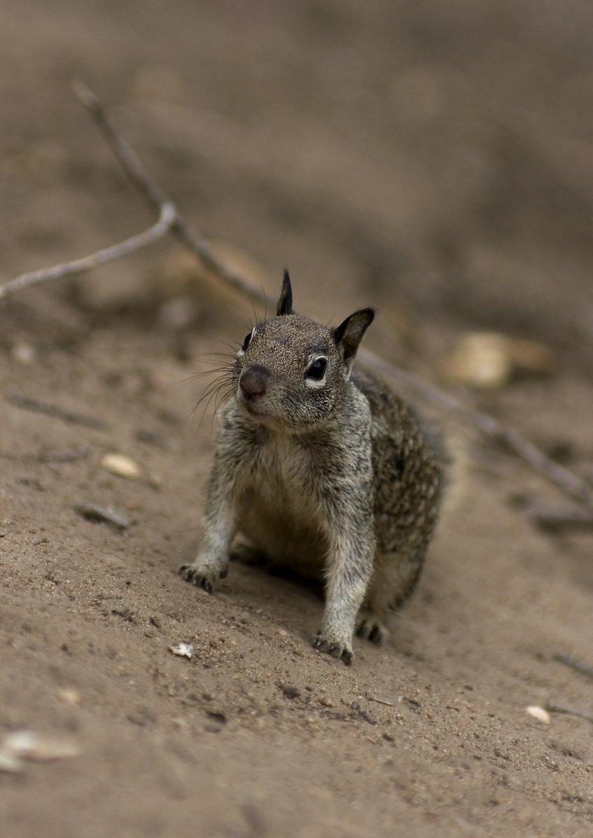 a little animal that is sitting in the dirt