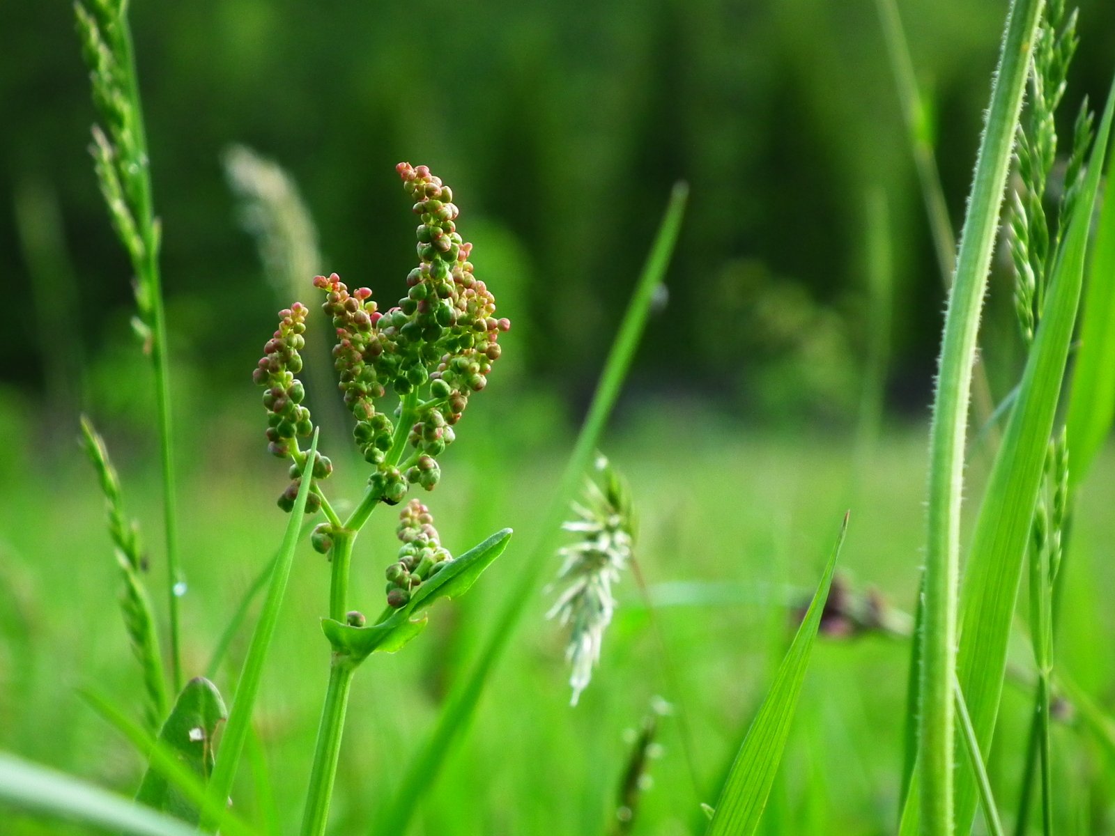 a close up view of a grass flower in the middle of the day