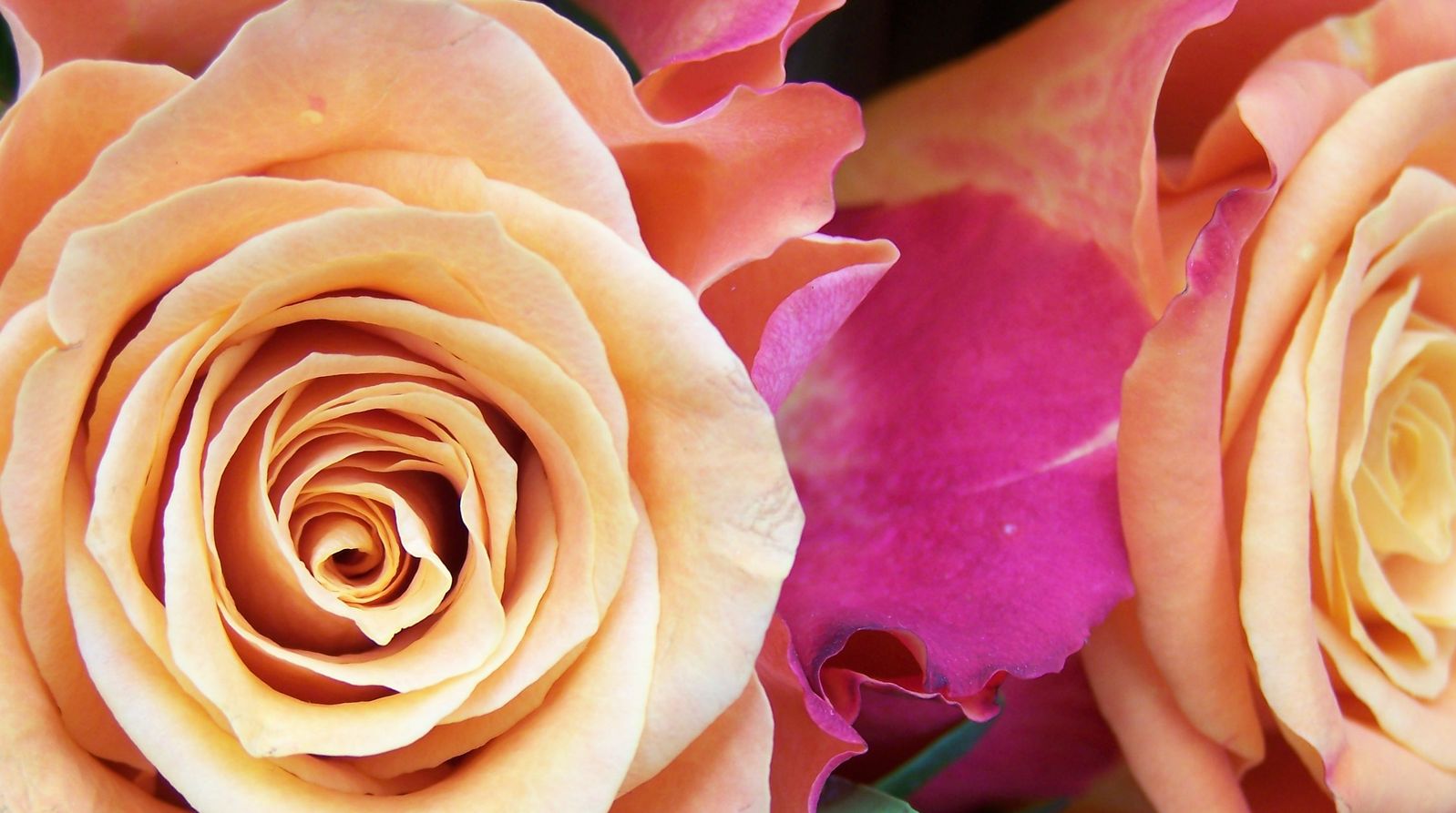 close up view of three pink roses on a stalk