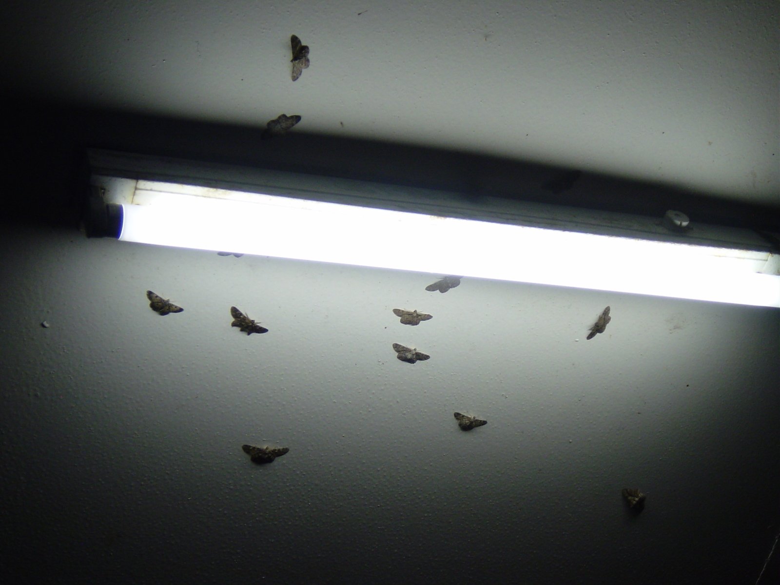 an led light illuminates many tiny insects