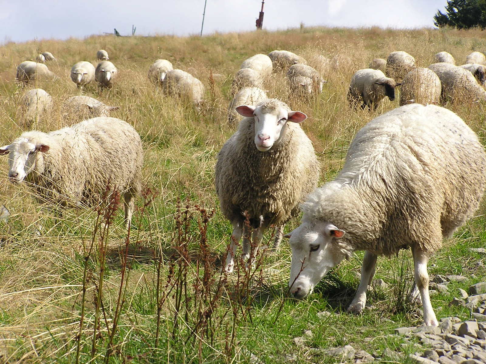a small flock of sheep grazing in the grassy field
