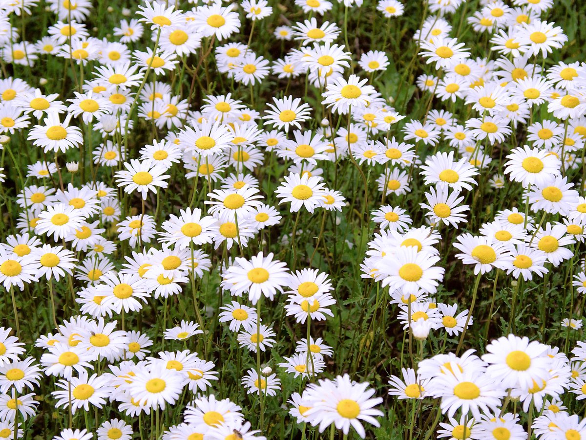 many white flowers with yellow centers in a field