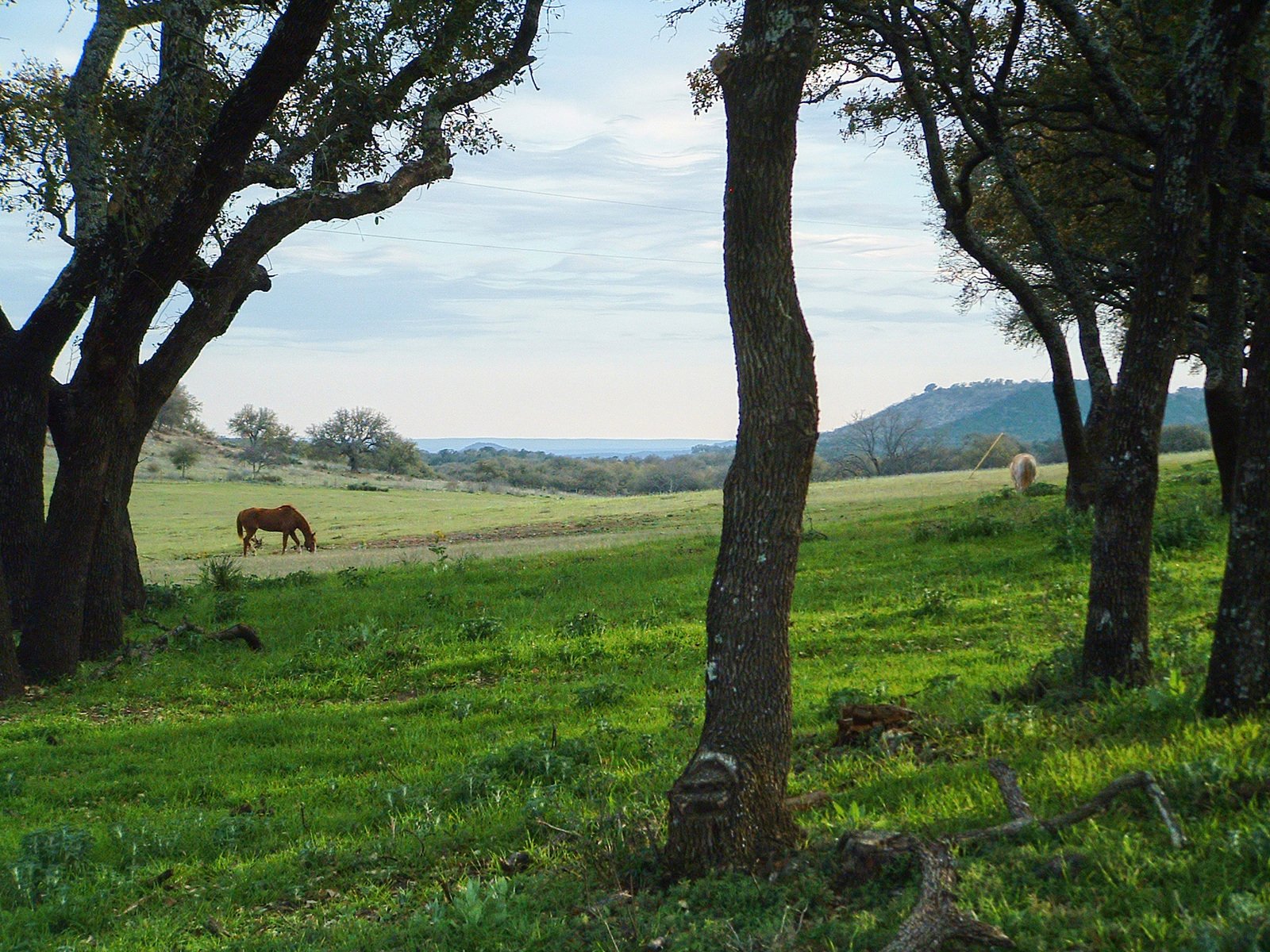 horses are grazing in a pasture surrounded by tall, tree - lined trees