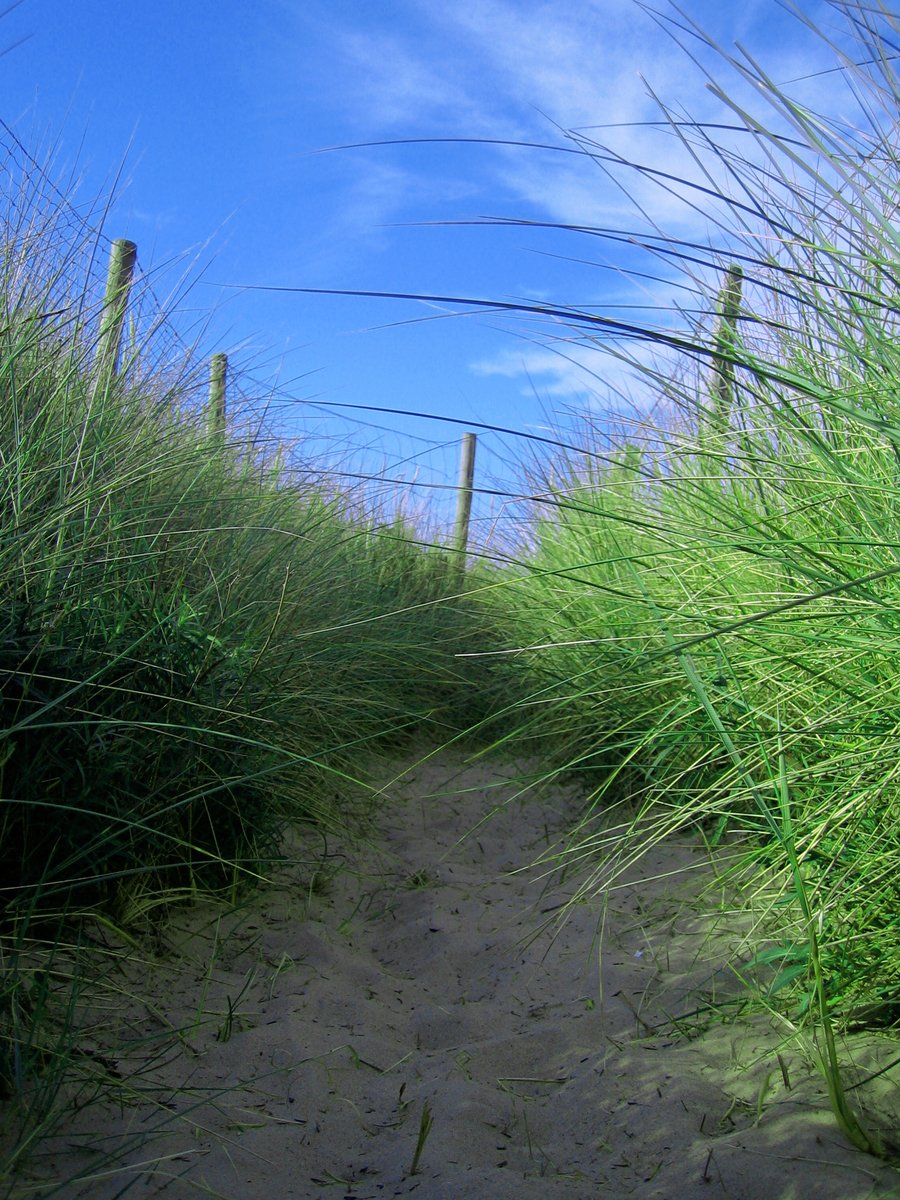 grass and telephone wires in a sand area