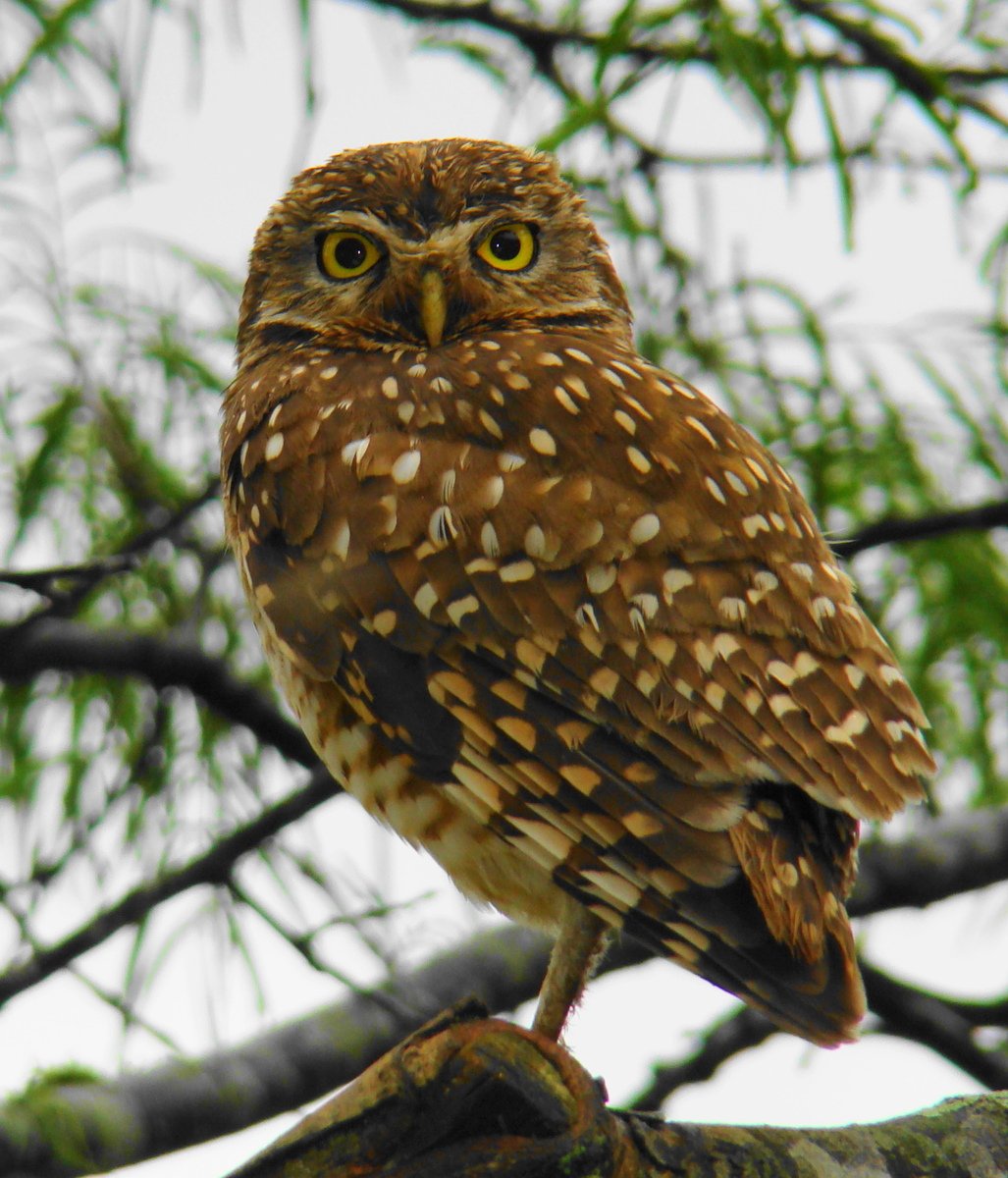 a close - up of an owl perched on a nch with very big eyes