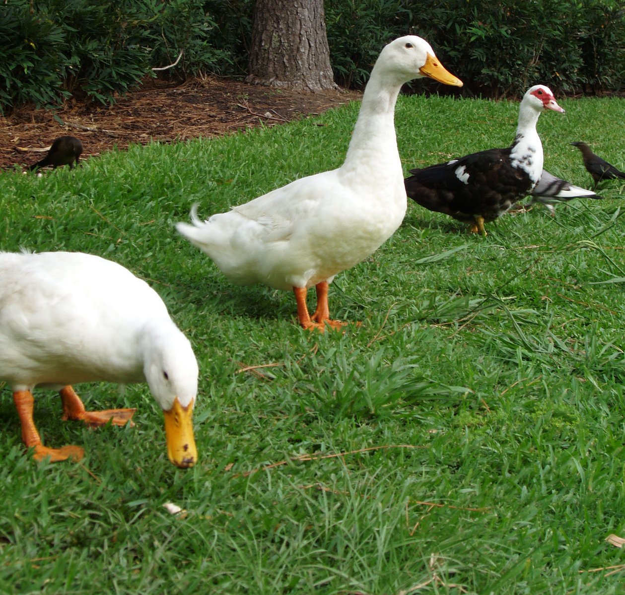 a number of ducks near one another on a grassy field