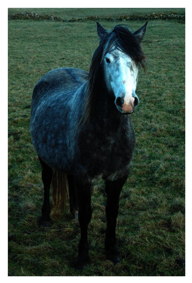 a very large horse standing in a grassy field