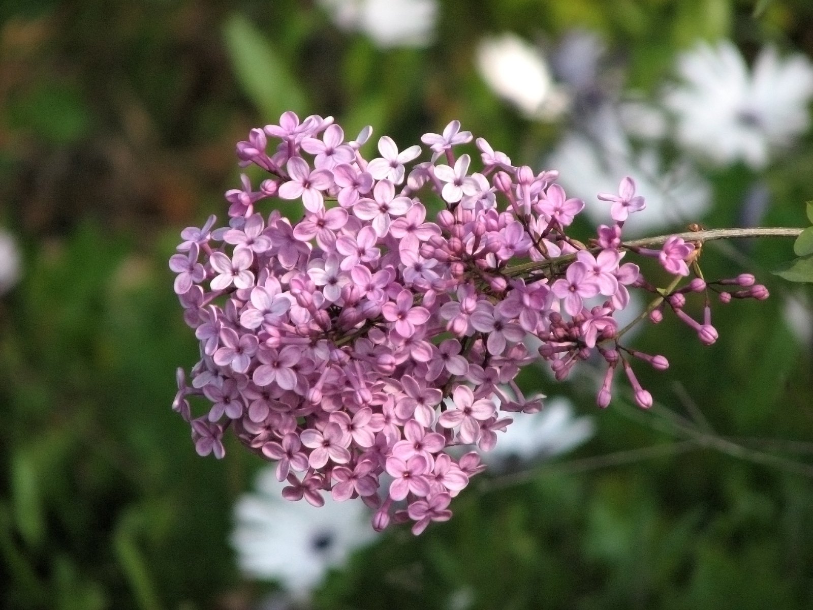 purple flowers are growing on the nch