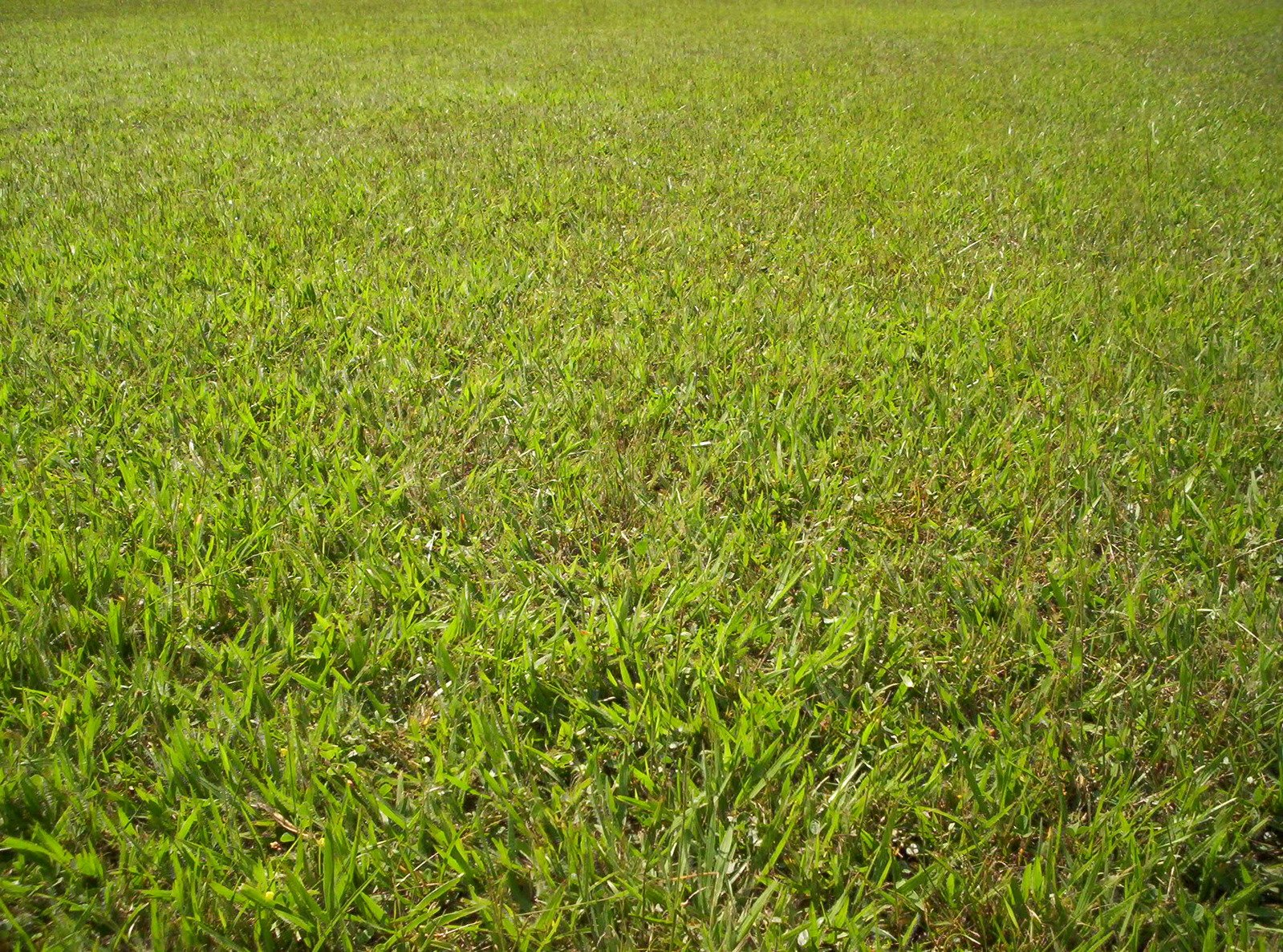 a field of grass with a blue sky behind it