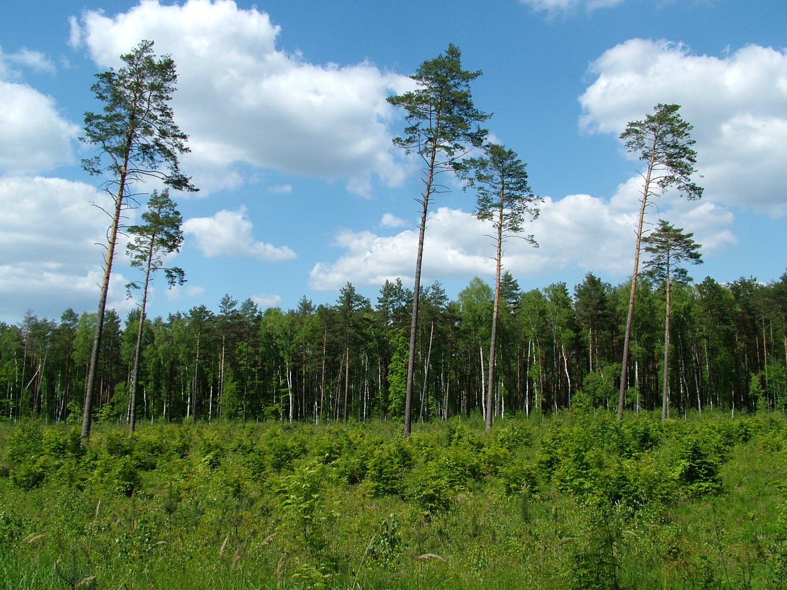 several tall, thin trees in a green area