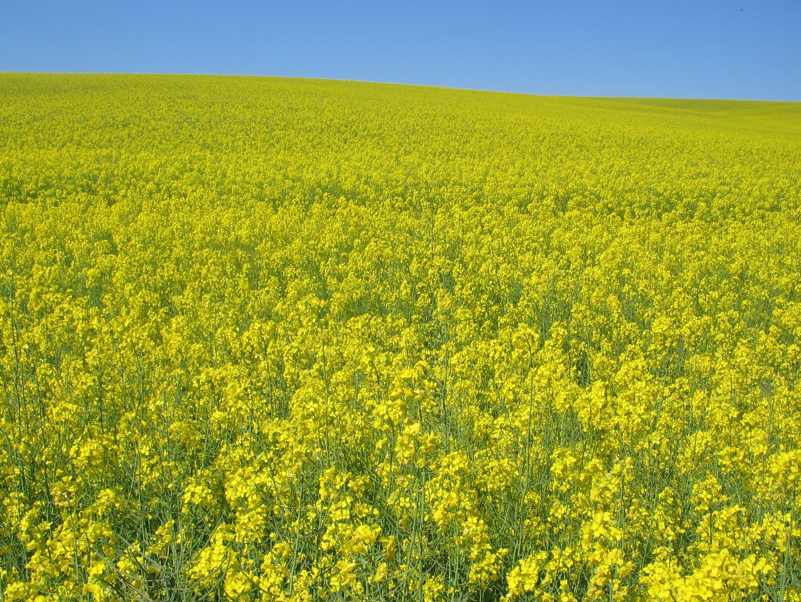 the yellow canola field is under bright blue skies