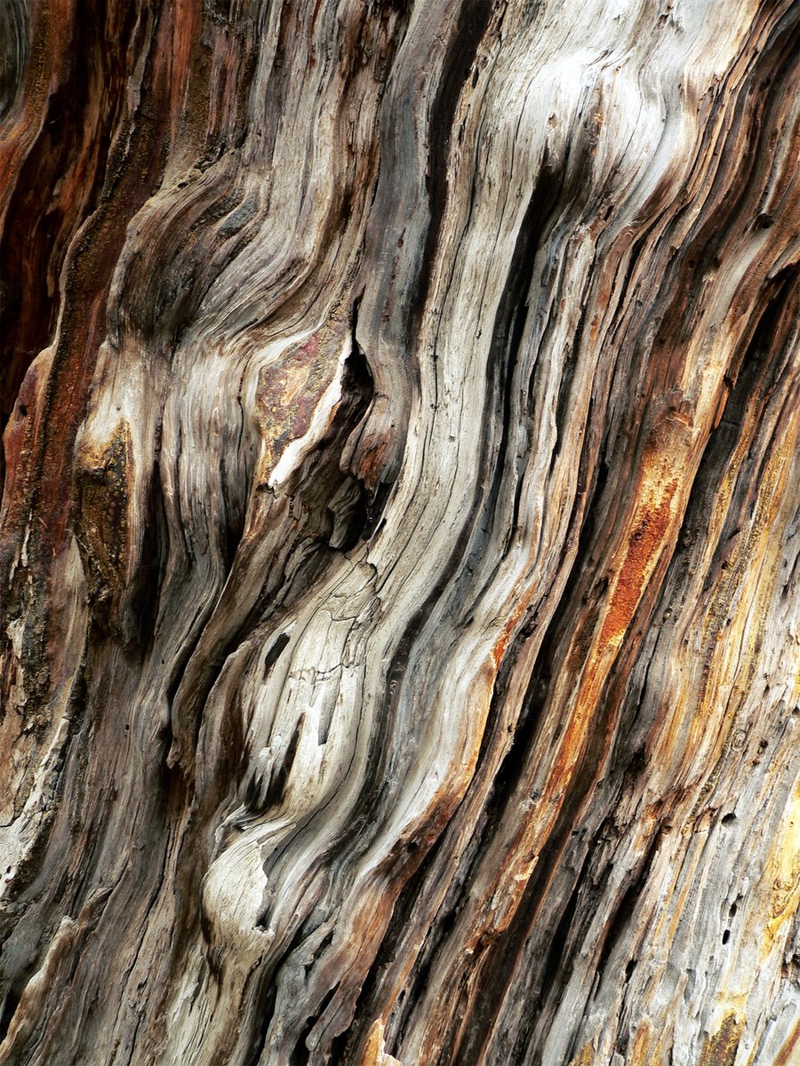 close up of a tree bark with brown lines