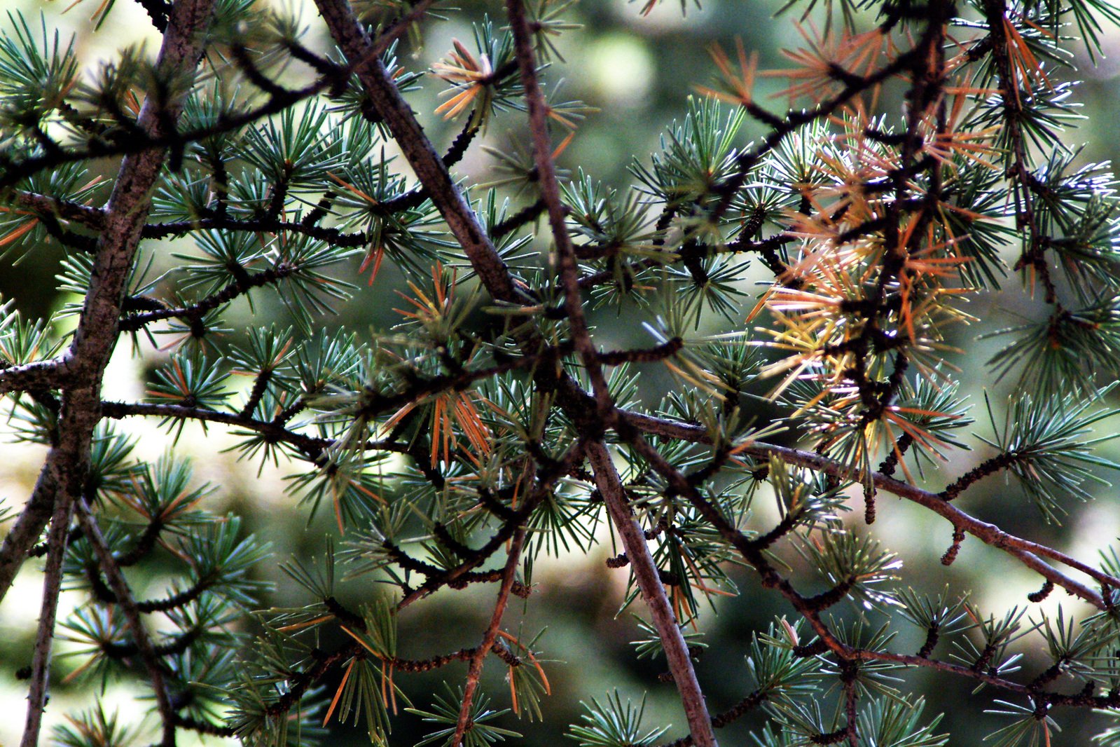 a bird in a tree with orange feathers