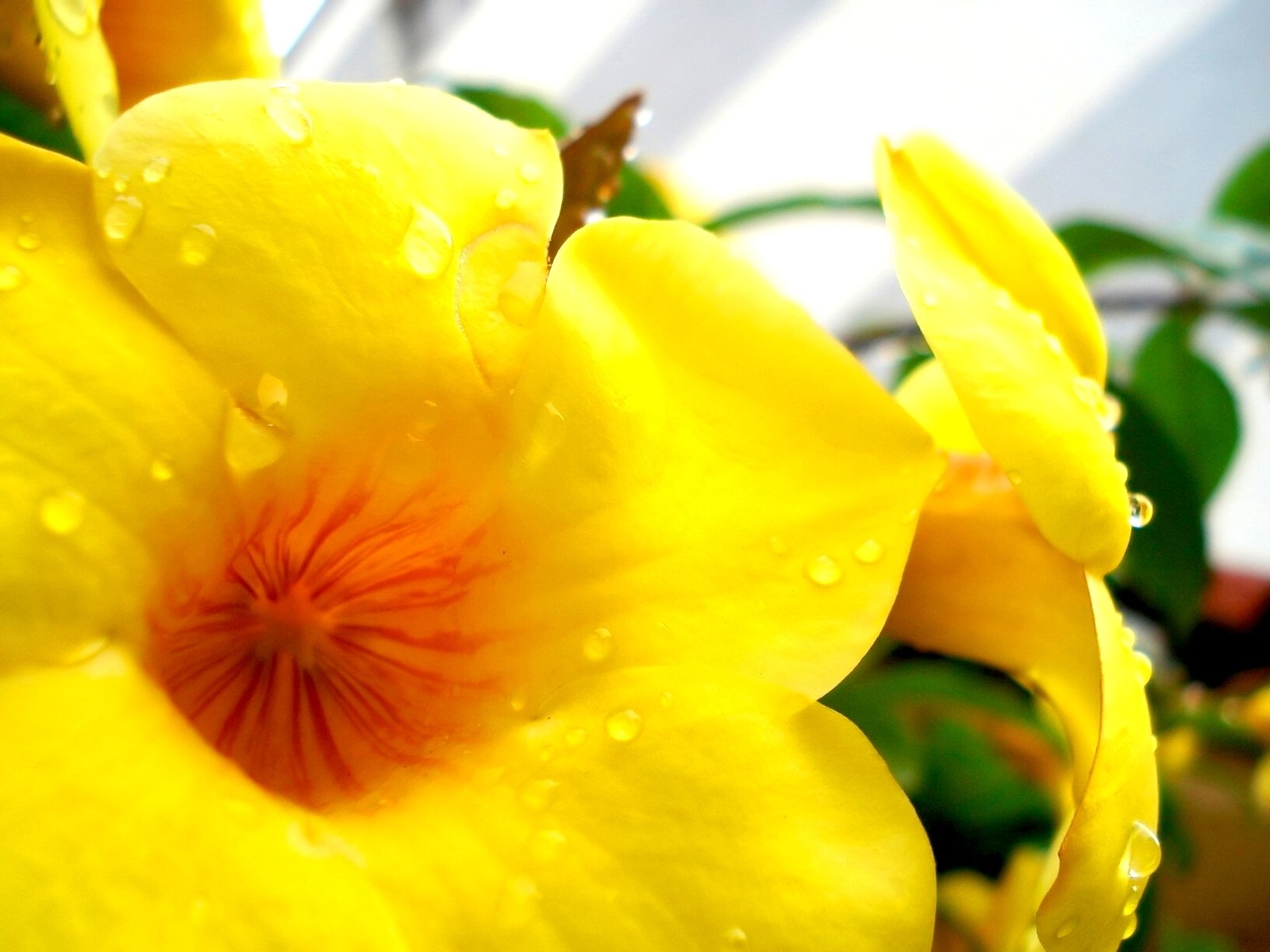 yellow flowers with water droplets on them