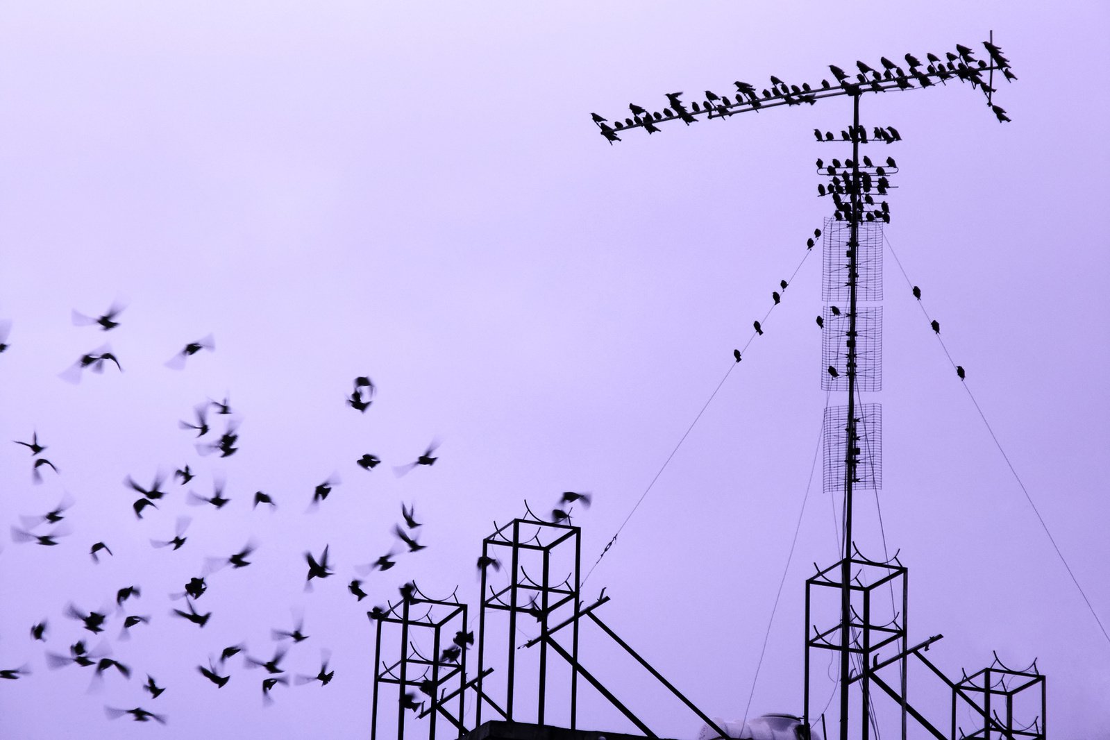 a flock of birds flying over a tower