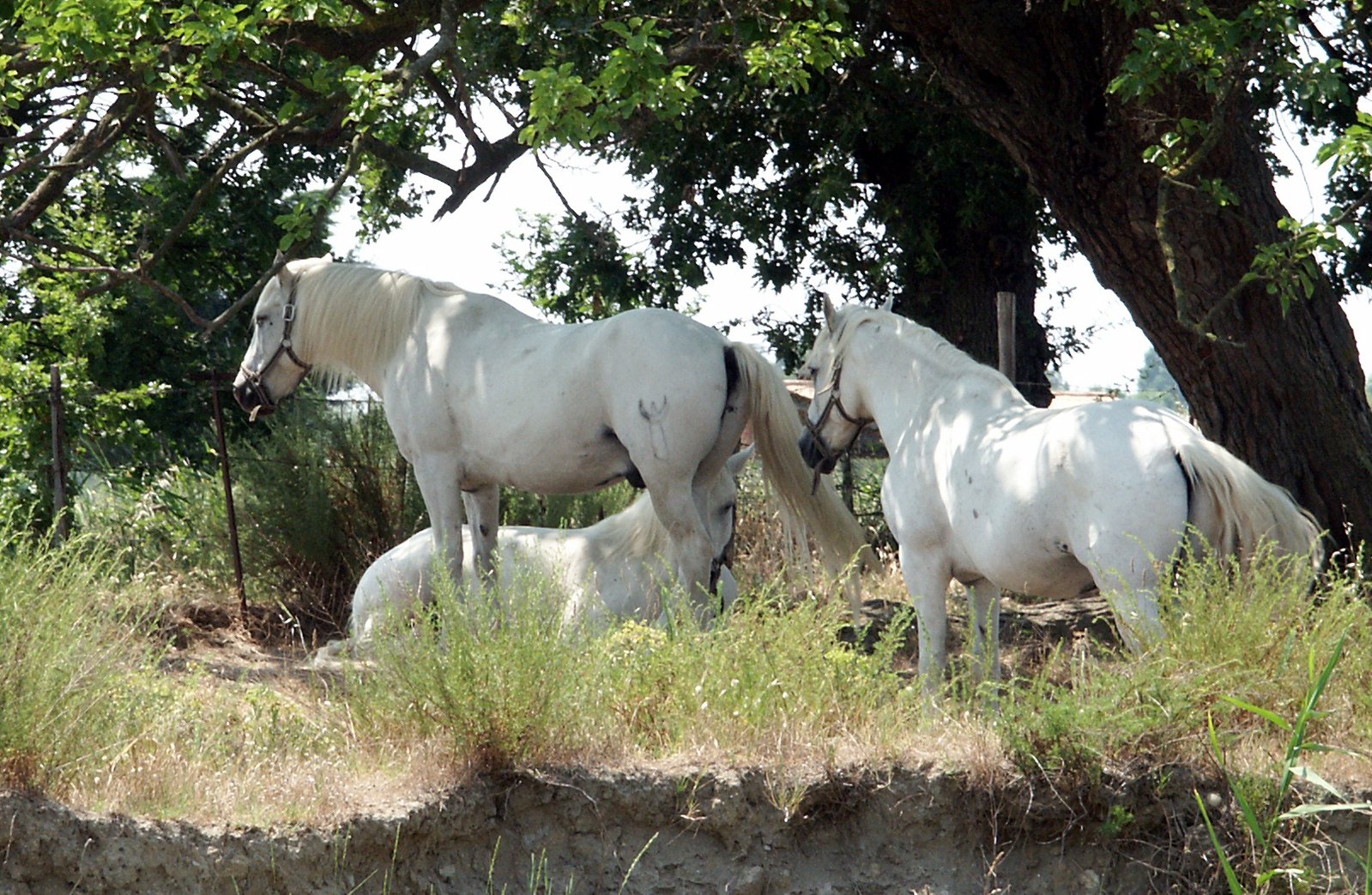 two white horses standing underneath a large tree