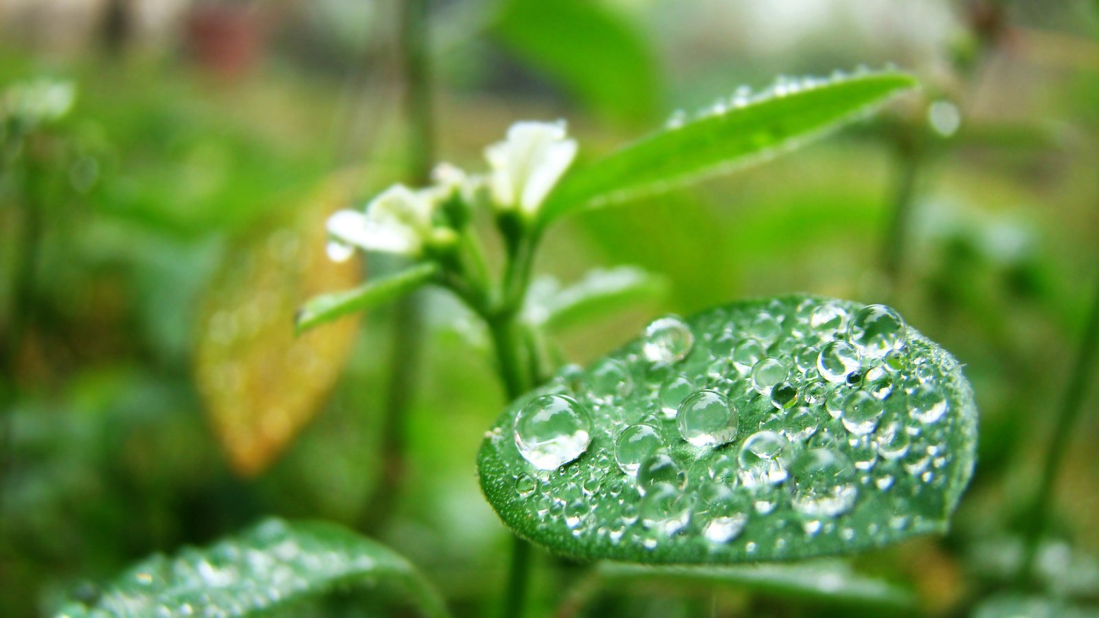 a close - up po of a green plant with water drops on it