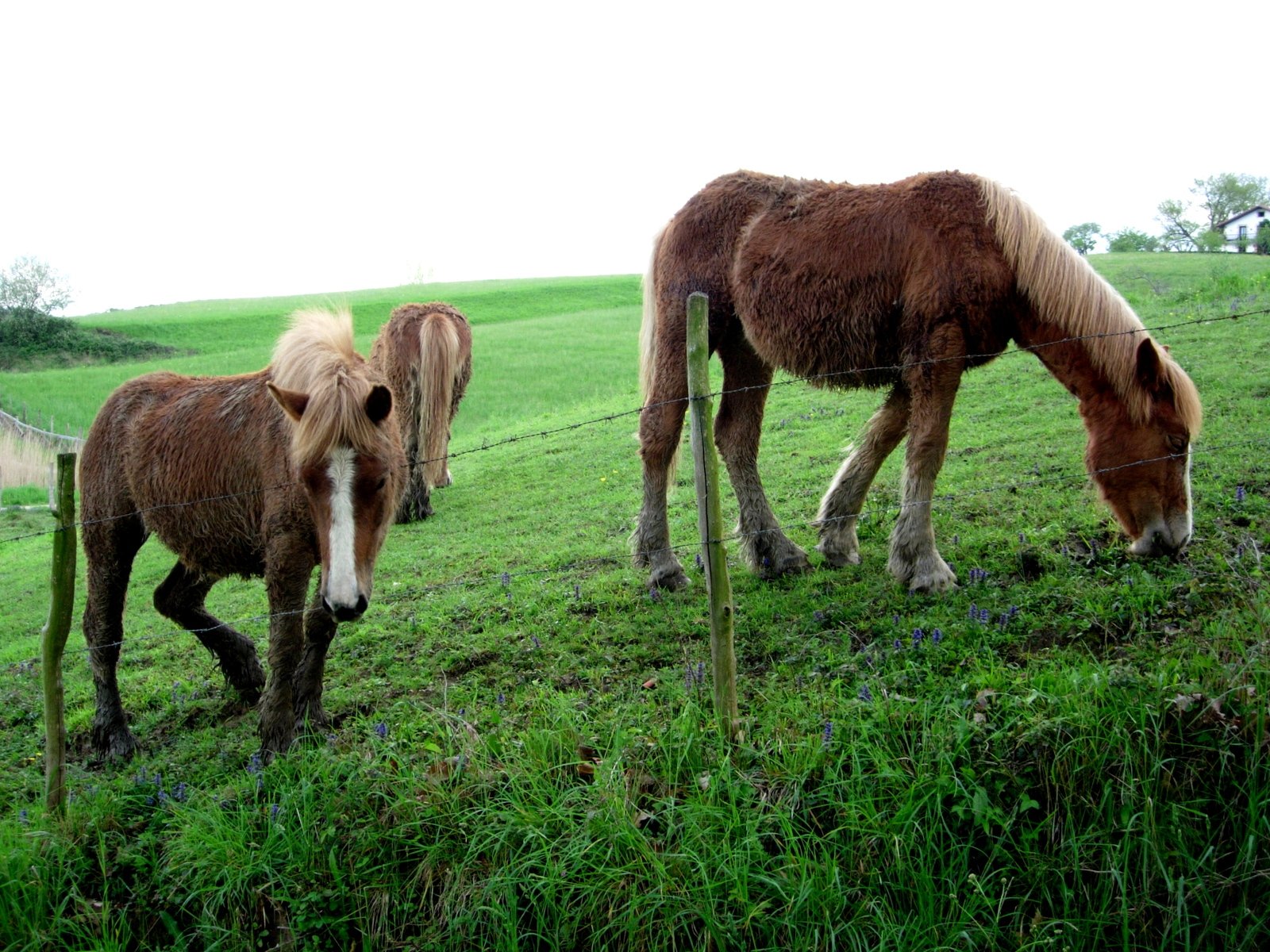 two horses grazing on grass in a fenced area