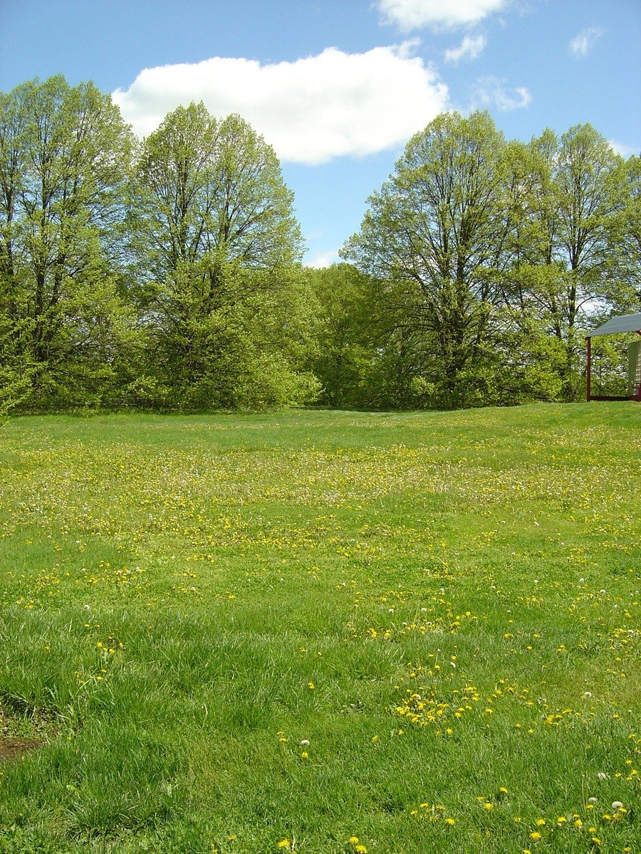 a field with lots of green grass and a yellow fire hydrant
