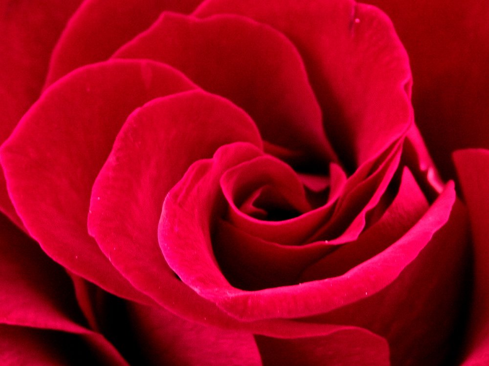 a closeup view of a red rose flower