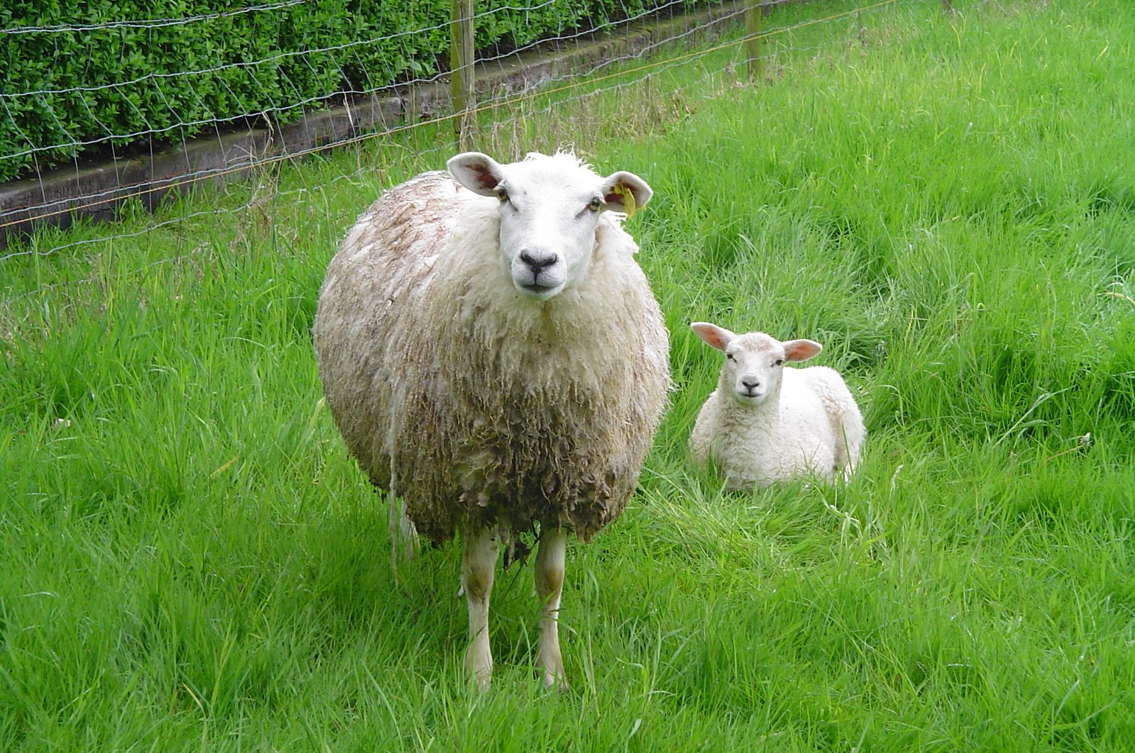 an adult sheep and two baby sheep in grassy field