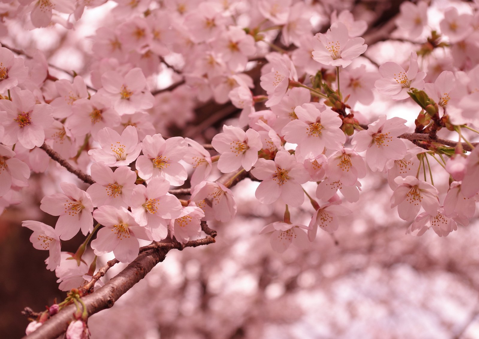 a tree with lots of pink flowers next to a street