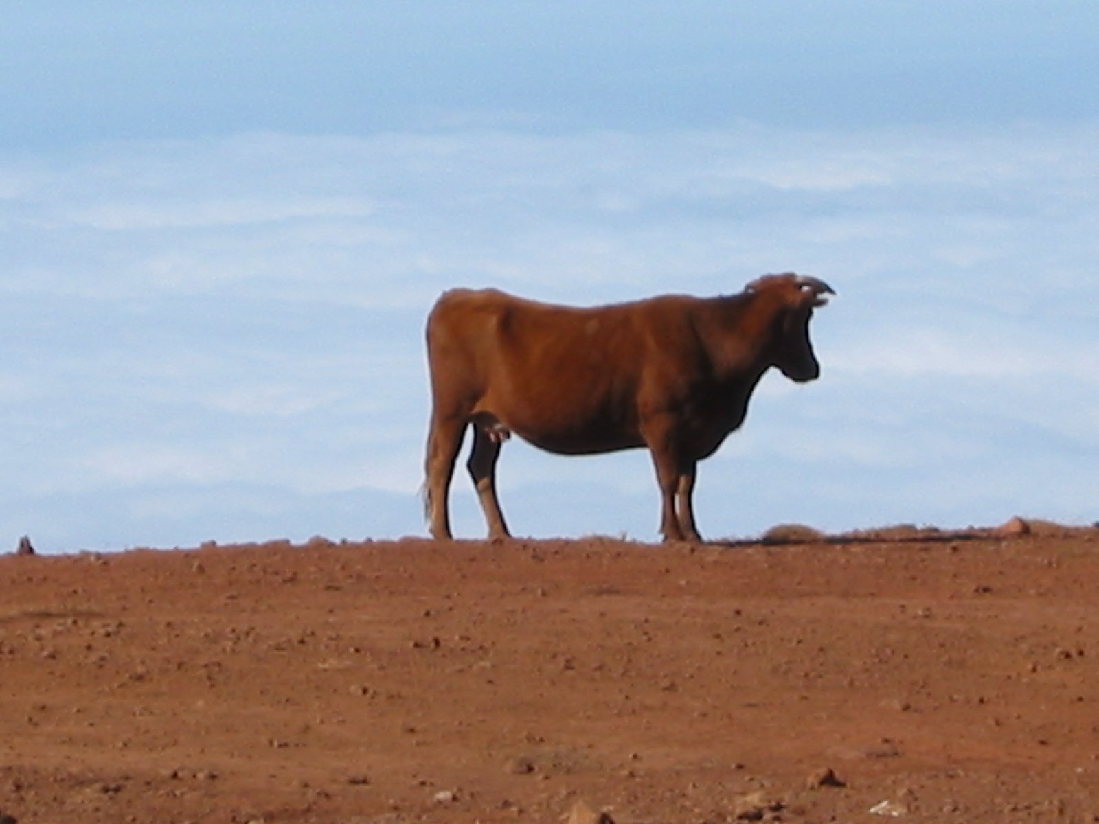 a single brown cow standing on top of a dirt covered field