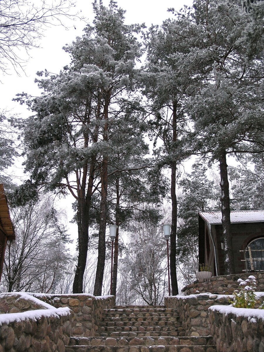 stairs are surrounded by trees in the snowy snow