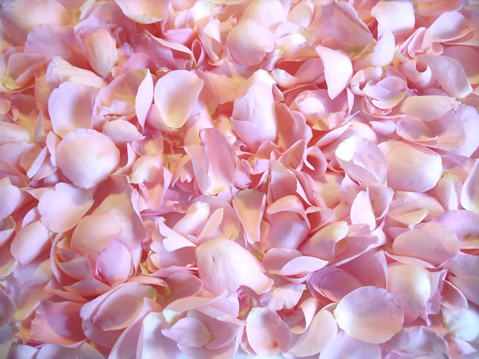 closeup pograph of pink flower petals in the center