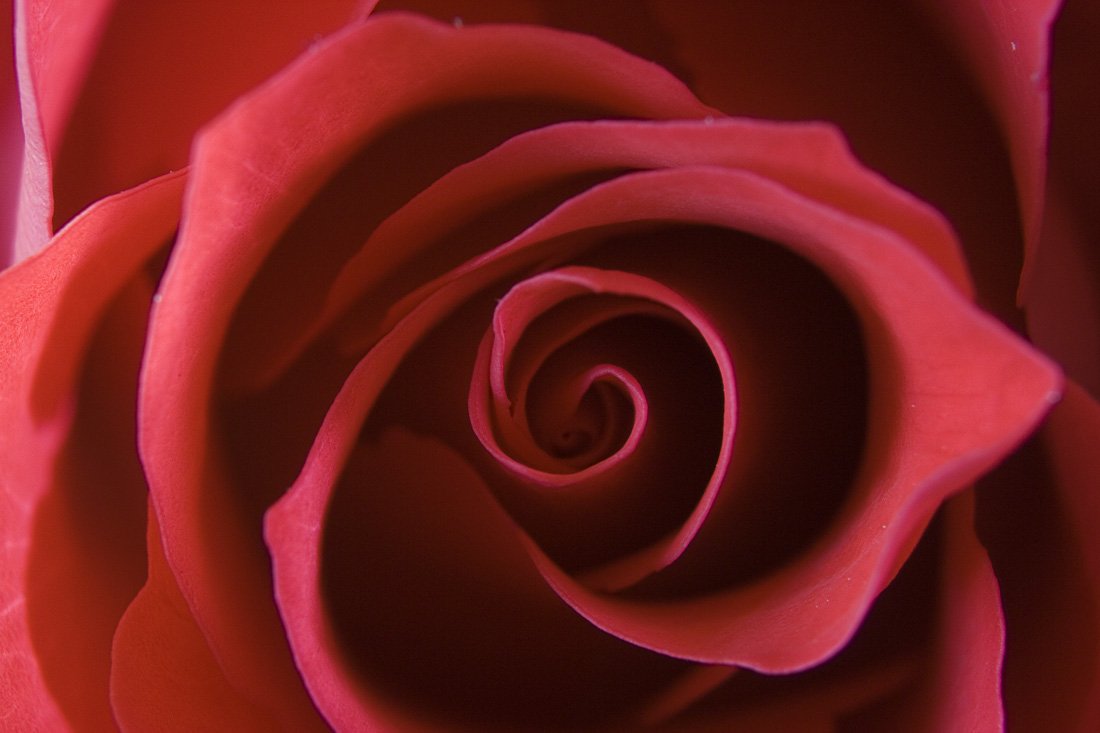 a rose with a spiraled section inside the center