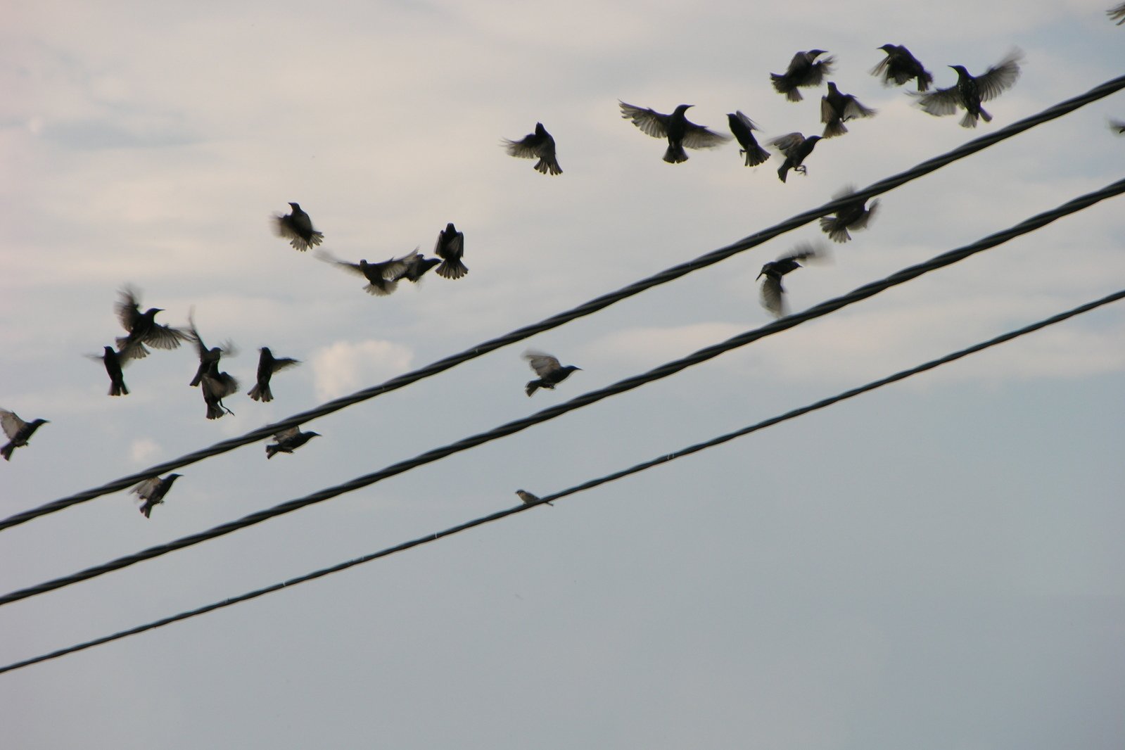 a flock of birds are flying on wires