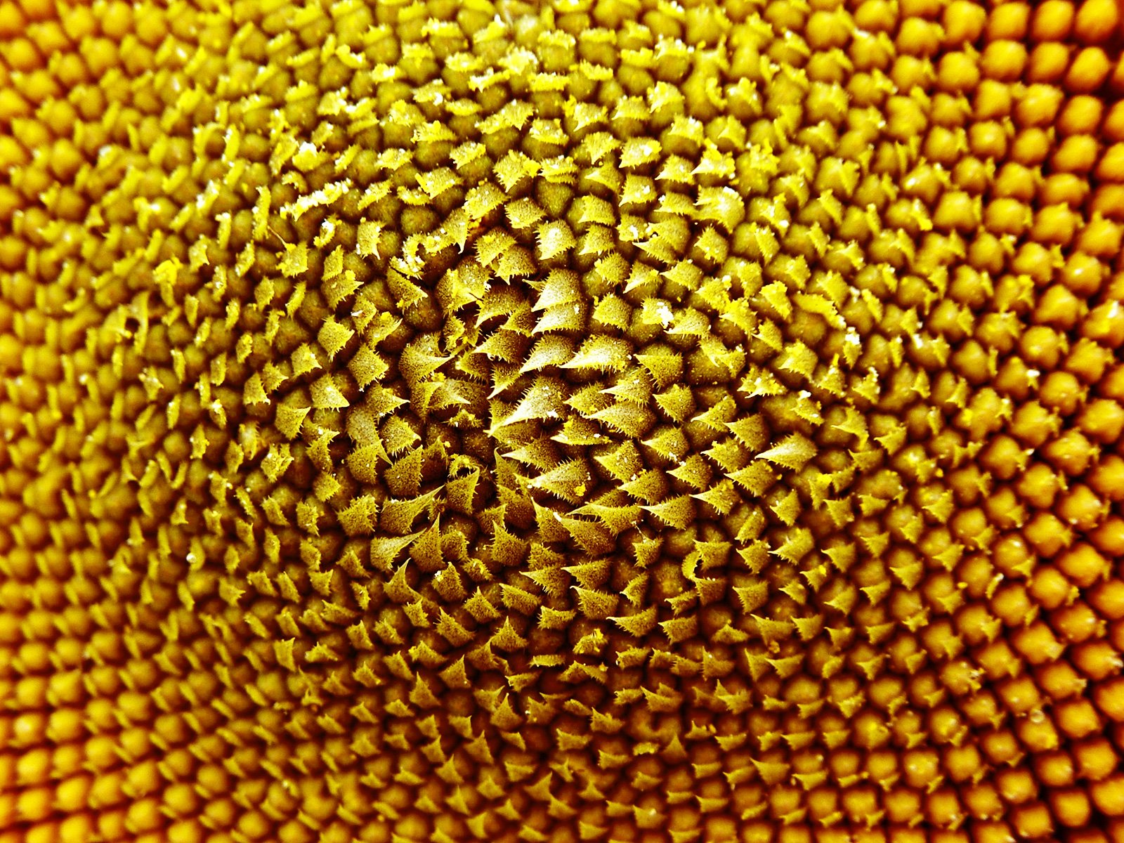 the top part of a sunflower's yellow flower