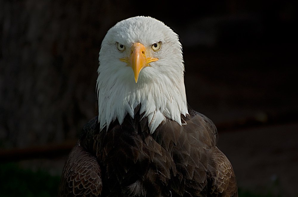 a bald eagle standing on the ground with its wings wide open