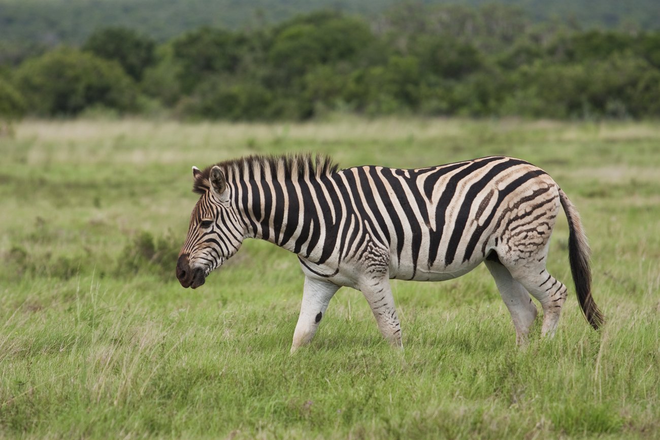 a single ze walking through an open field