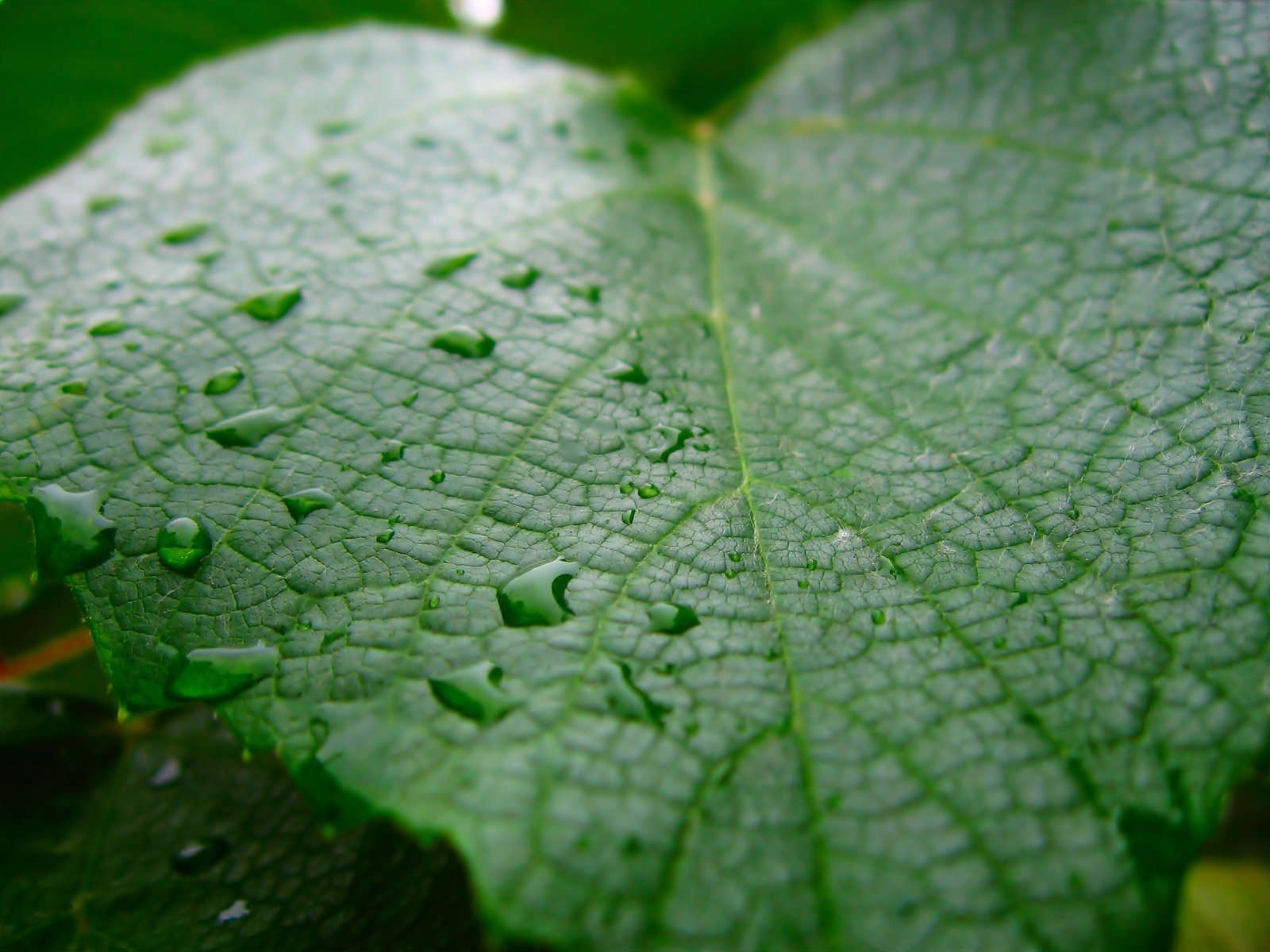 a leaf covered with water drops on a sunny day