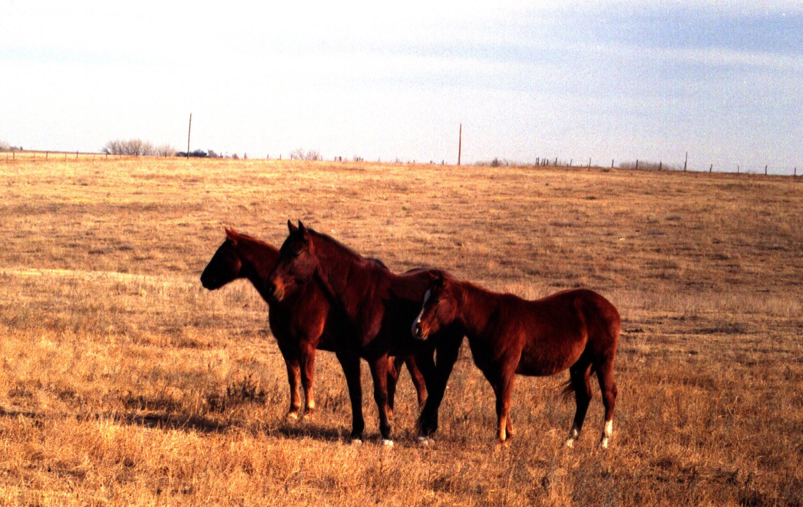 two horses standing in a field with brown grass