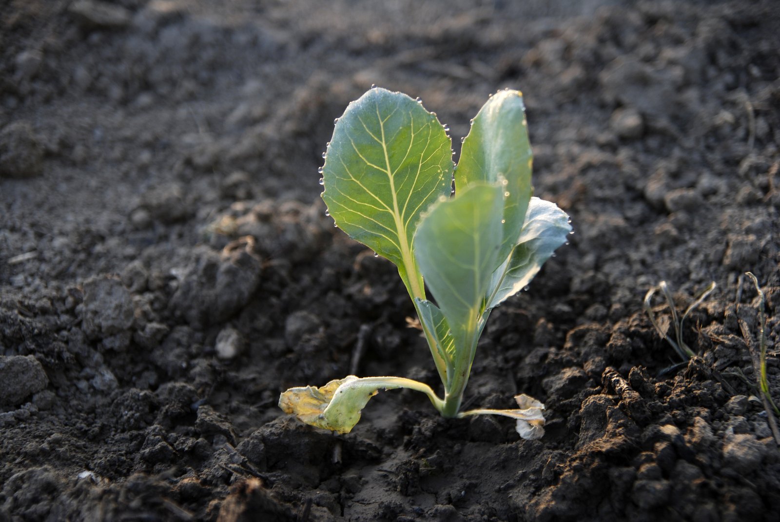 a leaf sprout sprouts in a dirt patch