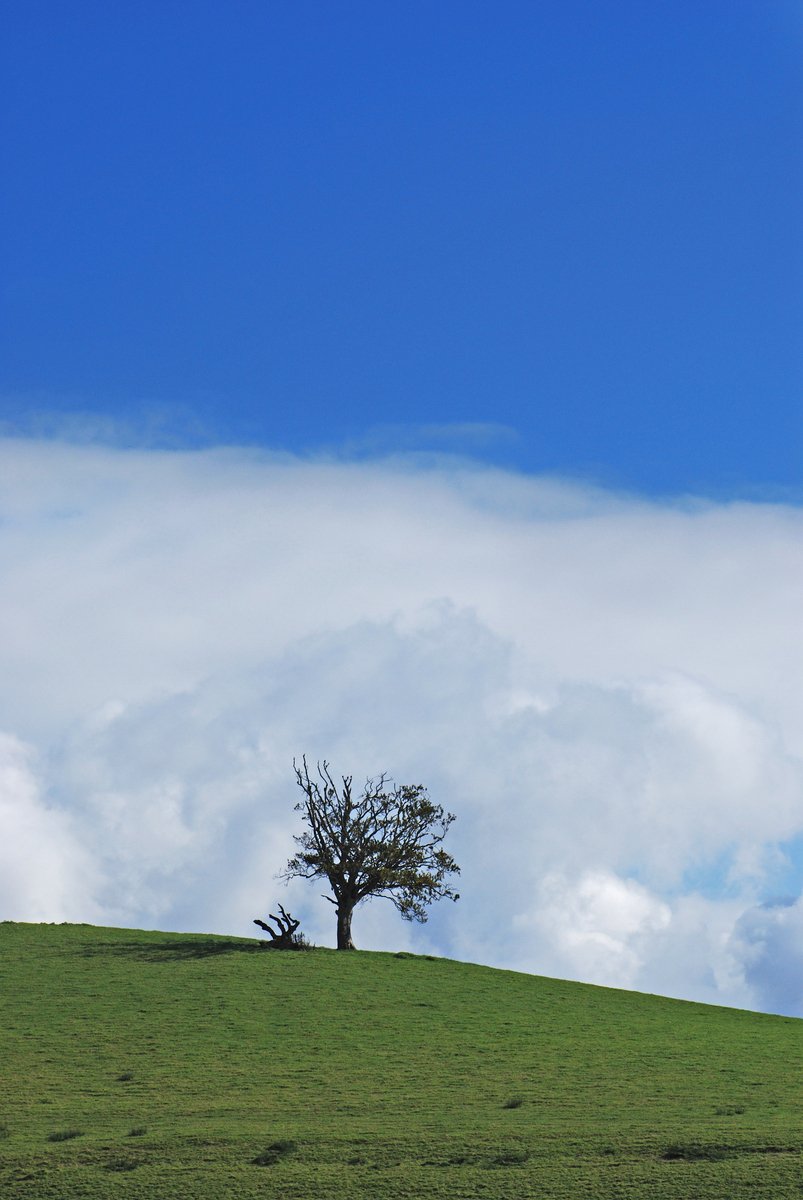 an area with a grass hill covered in grass and a tree