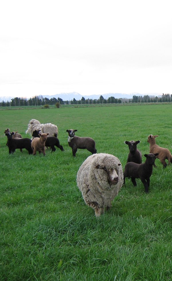 a group of sheep and their lambs on the grass