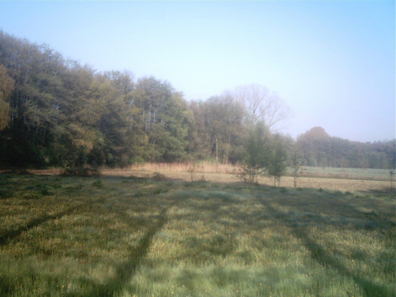 the field is full of tall grass and many trees