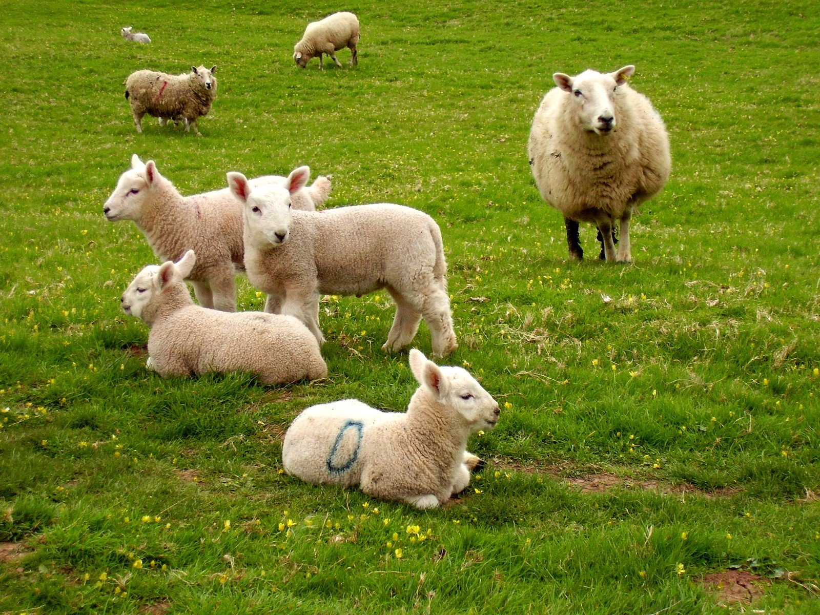 a group of sheep standing and laying in a field