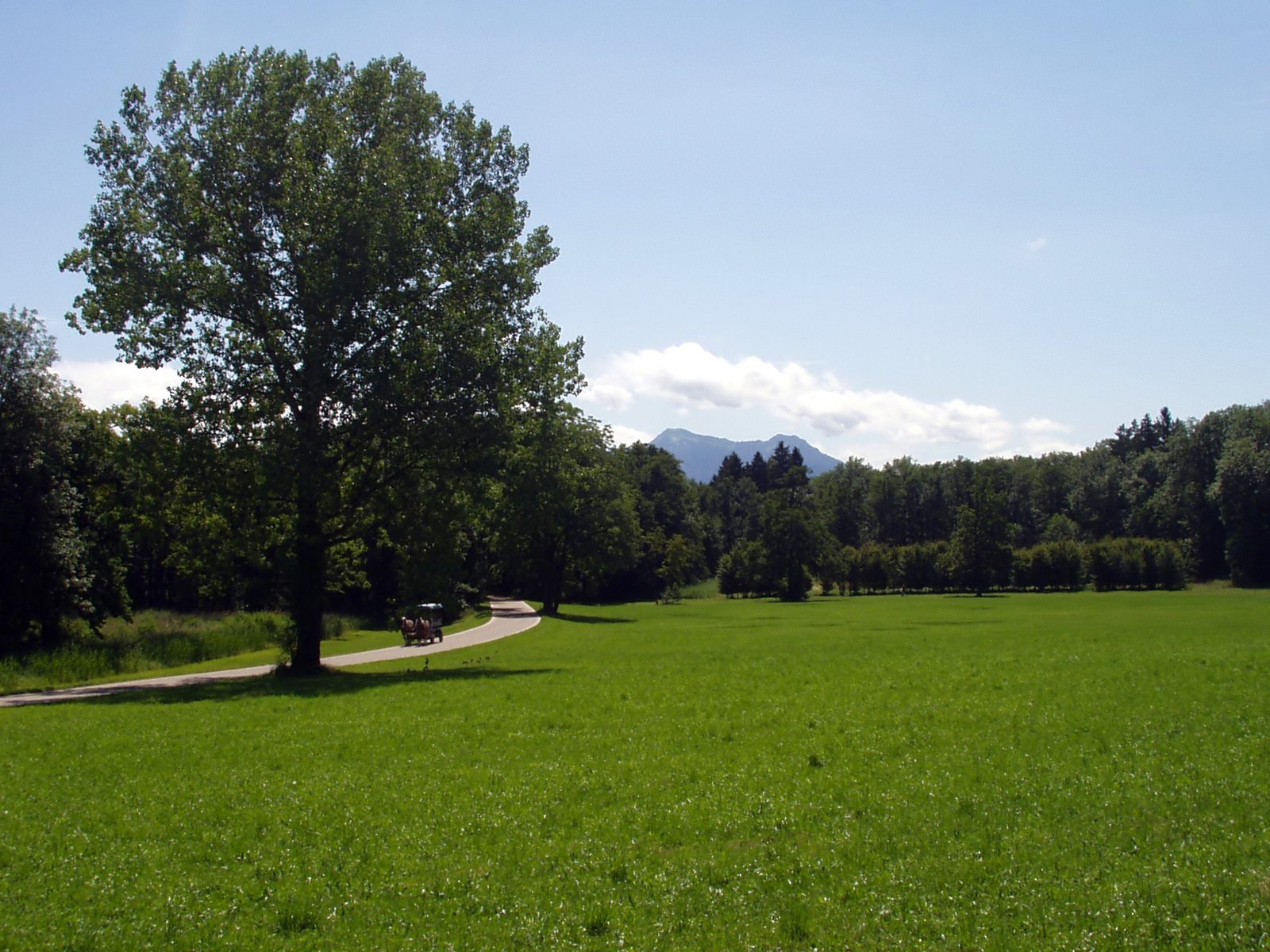 a tree on a grassy field with a dirt road in the distance