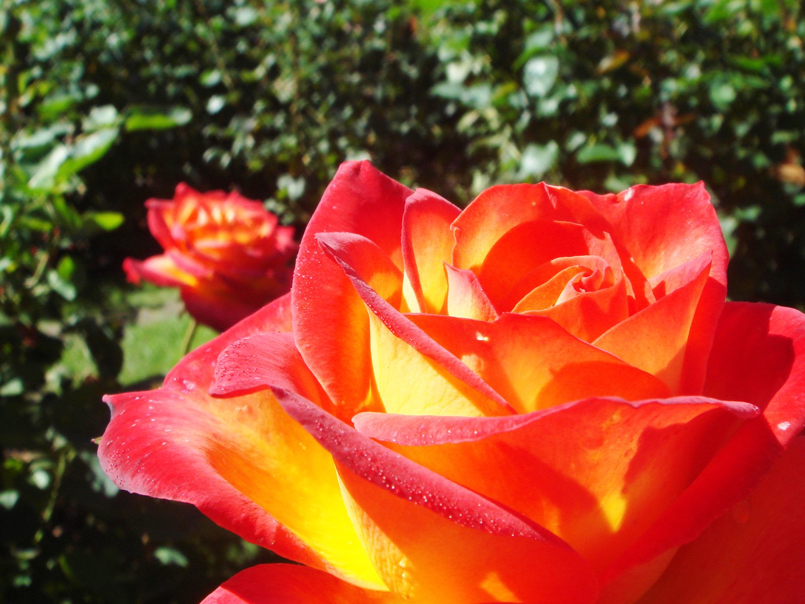 the inside of an orange and yellow rose in full bloom