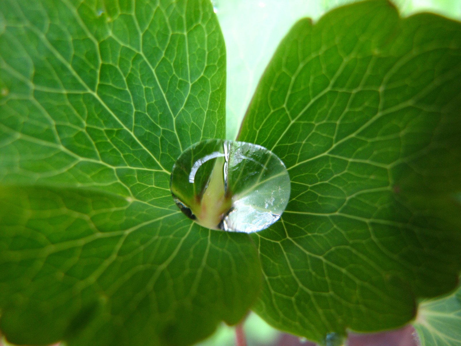 water droplets are attached to a green leaf